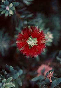 Close-up of red flowering plant