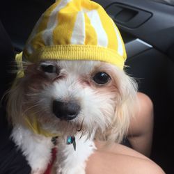 Portrait of cute dog in car