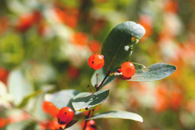 Close-up of red berries on plant