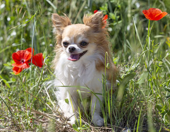 Chihuahua on grassy field