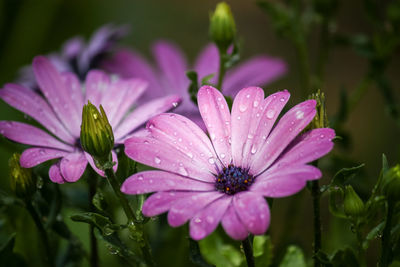 Close-up of water drops on pink flower