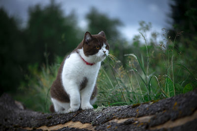 British shorthair cat goes on a night hunt