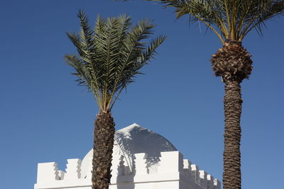 Low angle view of palm tree against sky