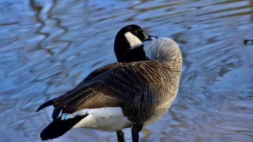 Close-up of duck swimming in lake