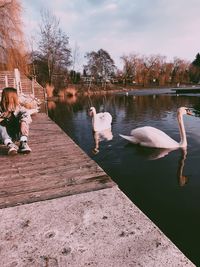 Swans swimming in lake