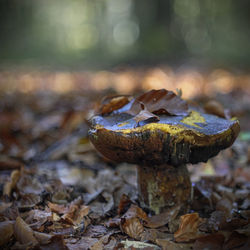 Close-up of mushroom