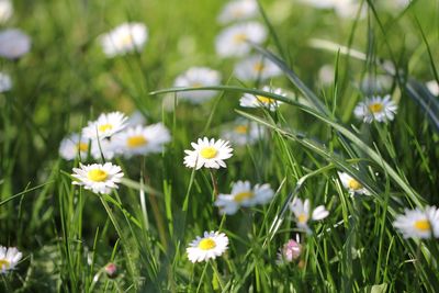 Close-up of yellow flowers blooming on field