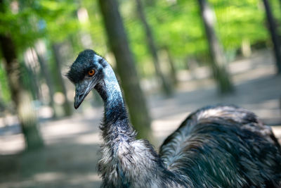 Close-up of a bird