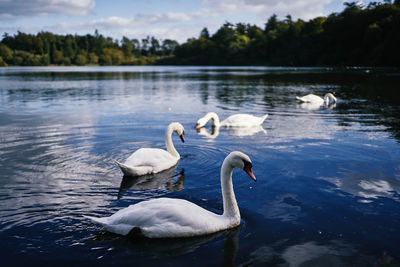 Swans swimming in lake