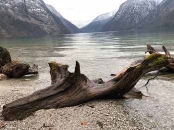 Driftwood on rock by lake