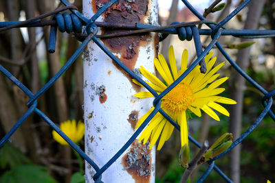 Close-up of yellow flowering plant against fence