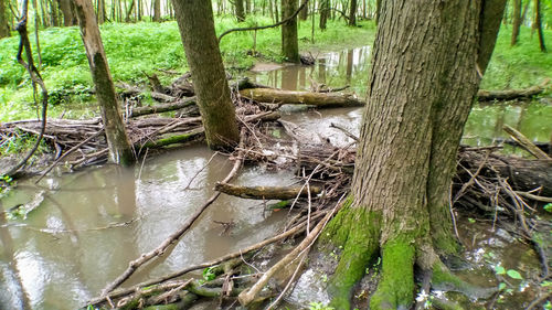 Scenic view of lake in forest