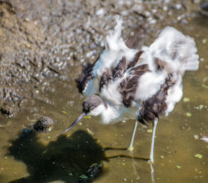 High angle view of birds in lake