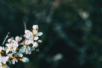 Close-up of white cherry blossom tree