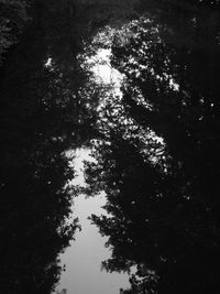 Low angle view of silhouette trees in forest against sky