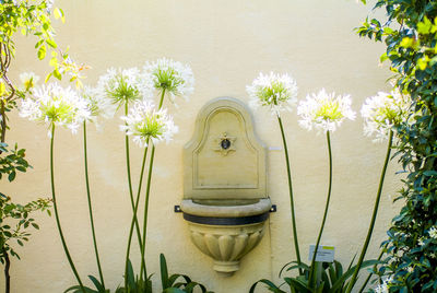 Classic garden water basin framed by decorative lilies - agapanthus umbellatus