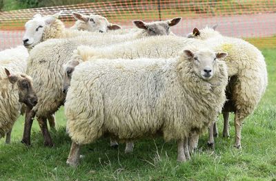 Sheep in farm