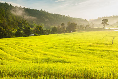 Scenic view of agricultural field against sky