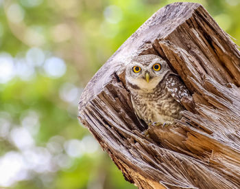 Owls live in the hollow wood. in the park.