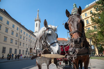 Fiaker - horse-drawn carriage in the center of vienna