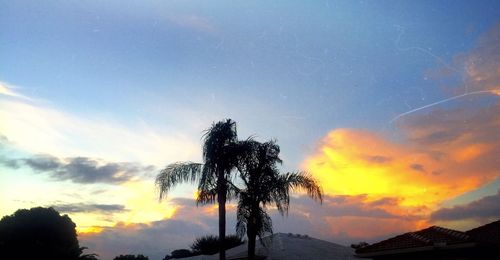 Silhouette of trees at sunset