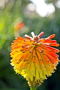 Close-up of butterfly pollinating on flower