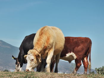 Cows on field against clear sky