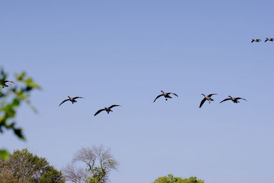 Low angle view of birds flying in sky