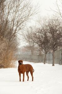 Brown dog standing on snowy field