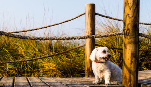 Dog sitting on wooden footbridge against sky