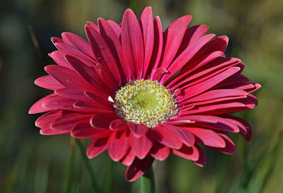 Close-up of red purple daisy gerbera