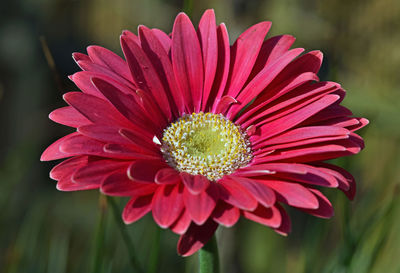 Close-up of red daisy