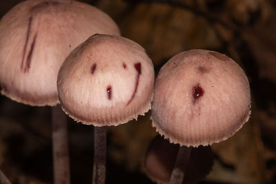 fungus