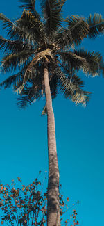 Low angle view of palm tree against clear blue sky