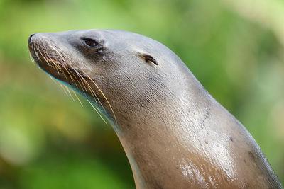 Close-up of sea lion