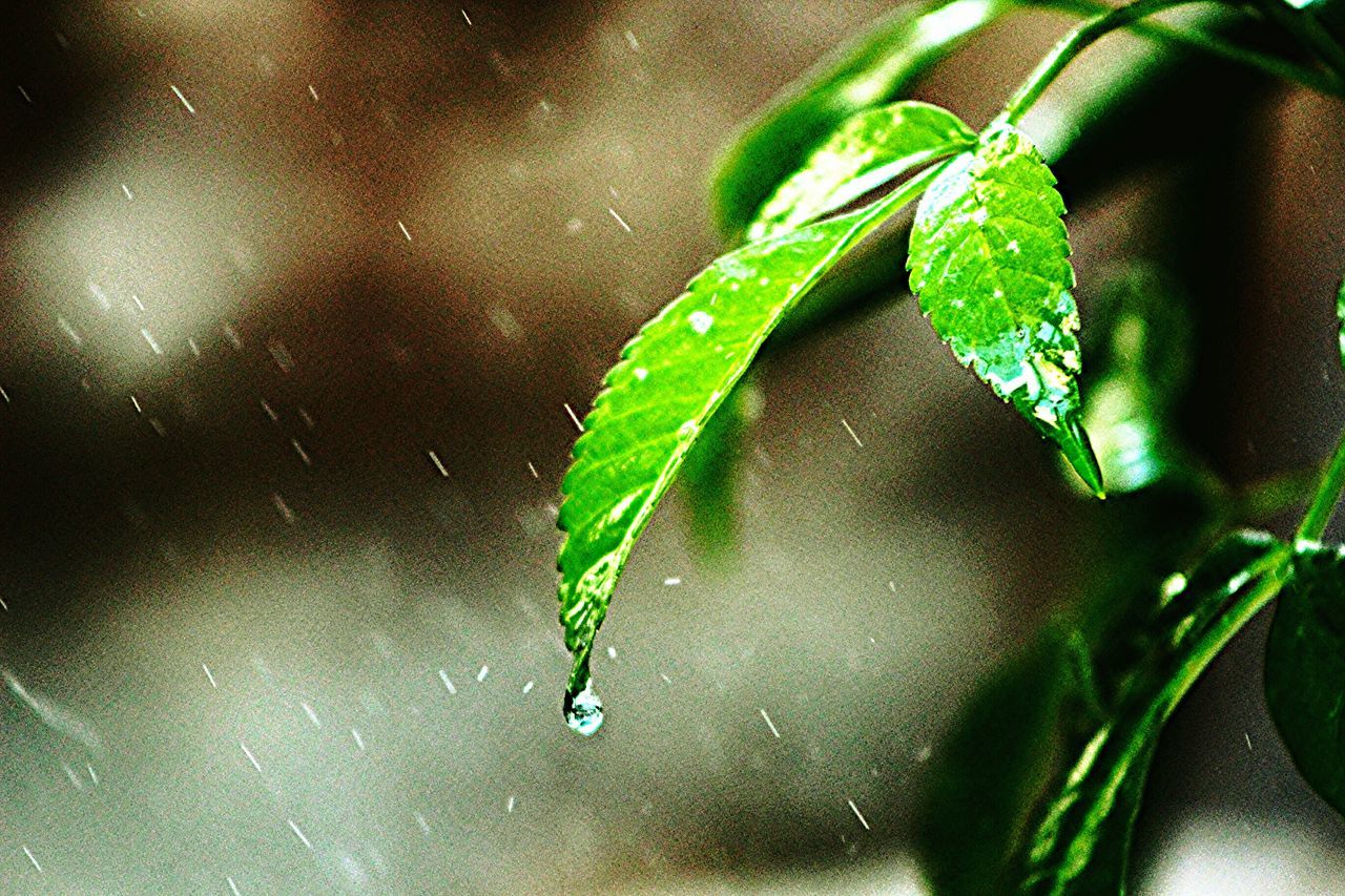 leaf, green color, water, wet, drop, close-up, plant, leaf vein, indoors, high angle view, nature, no people, raindrop, day, leaves, growth, one animal, green, freshness, reflection