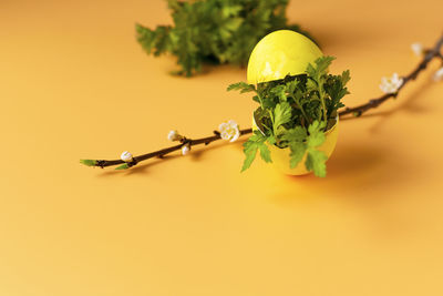 Close-up of plant on table against yellow background