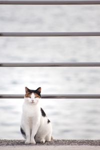 Cat sitting on a wall