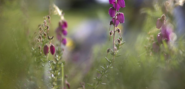 Close-up of purple flowering plants on field