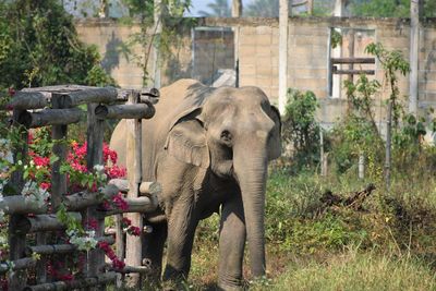 Elephant valley in chiang rai, thailand 