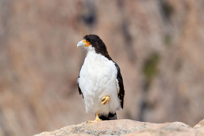 Close-up of bird perching on rock