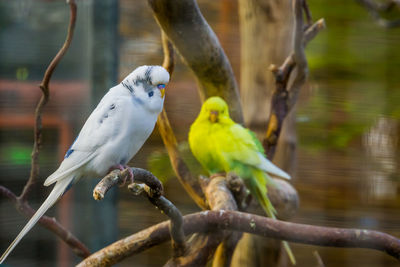 Close-up of birds perching on branch