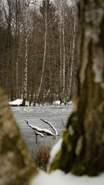 Trees in forest during winter