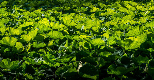 Full frame shot of fresh green leaves