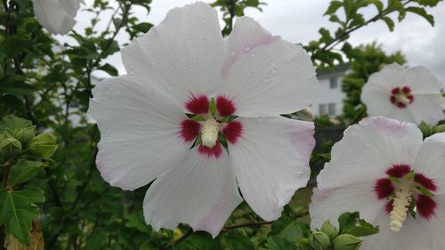 Close-up of white hibiscus blooming outdoors