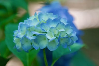 Close-up of blue hydrangea flower
