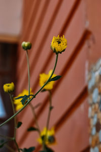 Close-up of yellow flowering plant