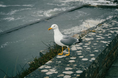 High angle view of bird perching on water