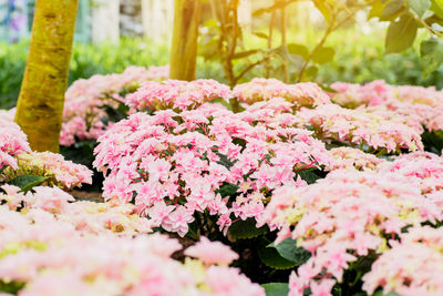 Close-up of pink flowering plants