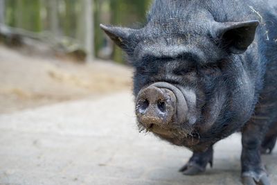 Close-up of black pig on footpath